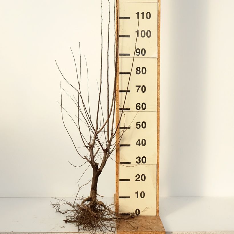 Exemplar von Kirsch-Pflaume Nigra - Prunus cerasifera Wurzelnackt wie im Winter geliefert