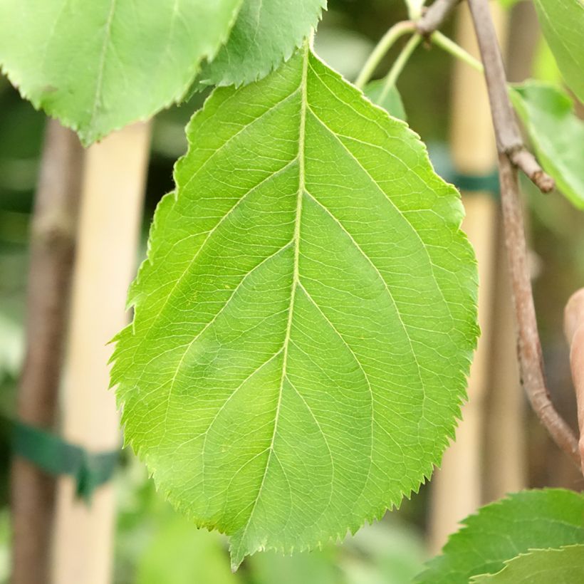 Pflaume Altesse Double - Prunus domestica (Foliage)