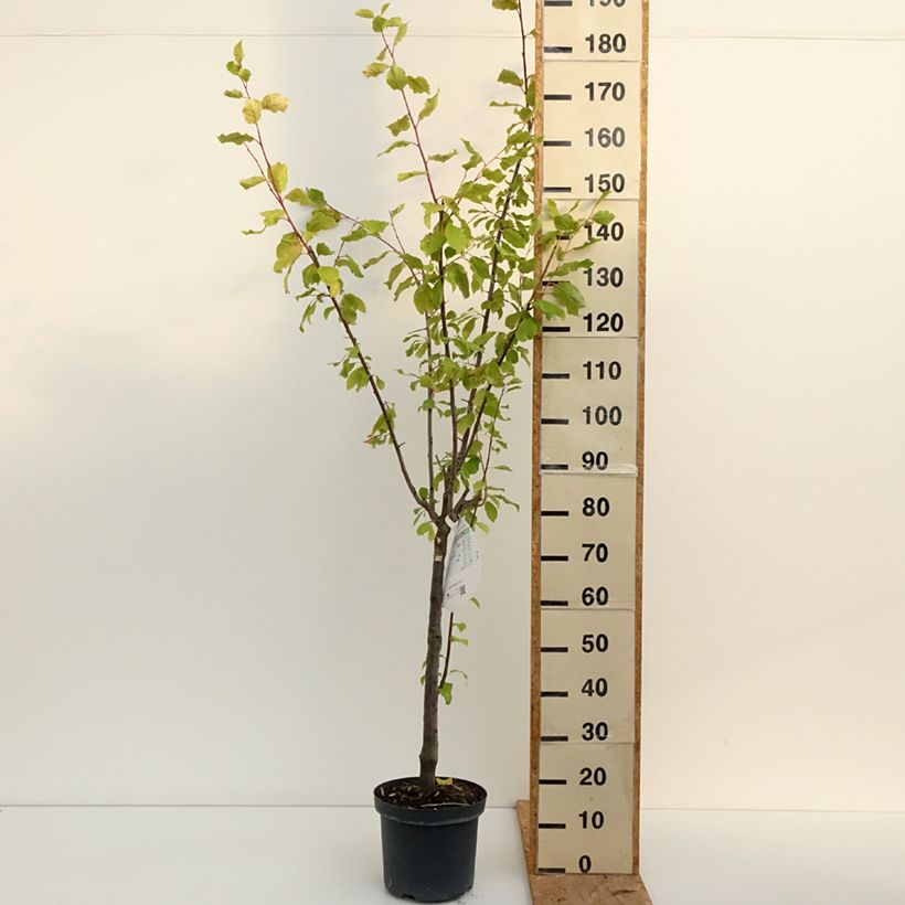 Example of Pflaume Altesse Double - Prunus domestica Topf mit 7,5L/10L, Gobelet-Form as you get in ete