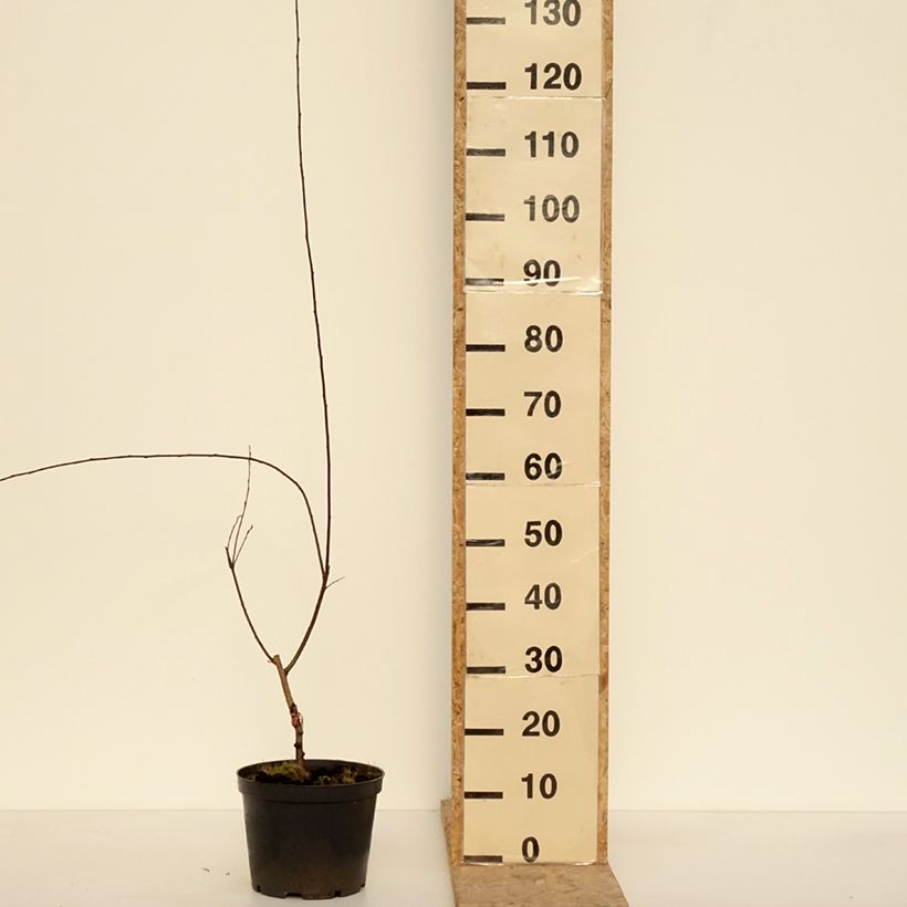 Exemplar von Kirsch-Pflaume Hollywood - Prunus cerasifera Topf mit 4L/5L wie im Winter geliefert