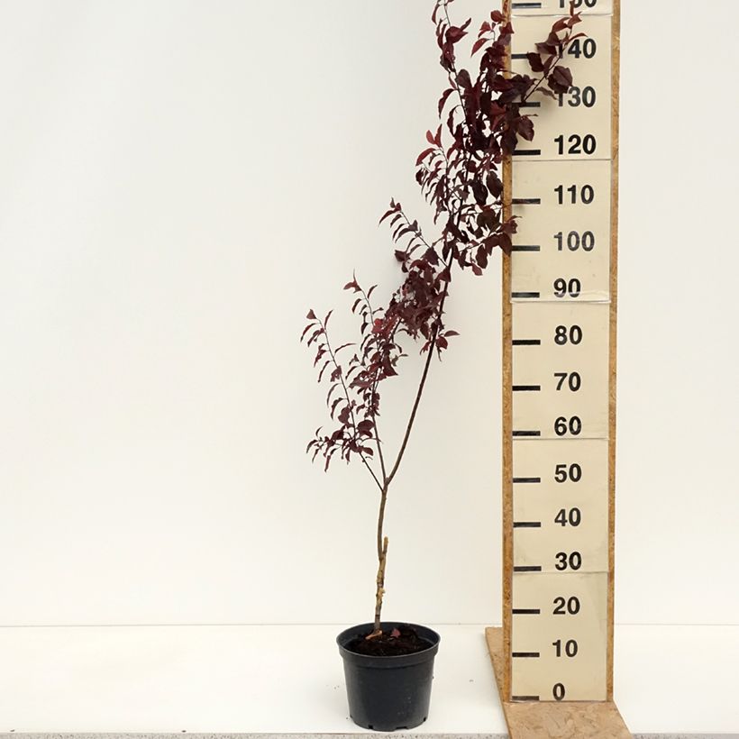 Exemplar von Kirsch-Pflaume Hollywood - Prunus cerasifera Topf mit 4L/5L wie im Frühjahr geliefert