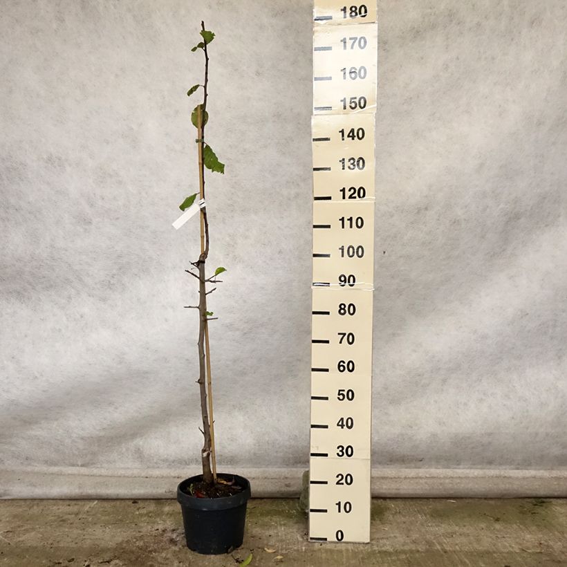 Example of Pflaume zwetschge Quetsche toronto - Prunus domestica Topf mit 6L/7L, Säulenförmig as you get in automne
