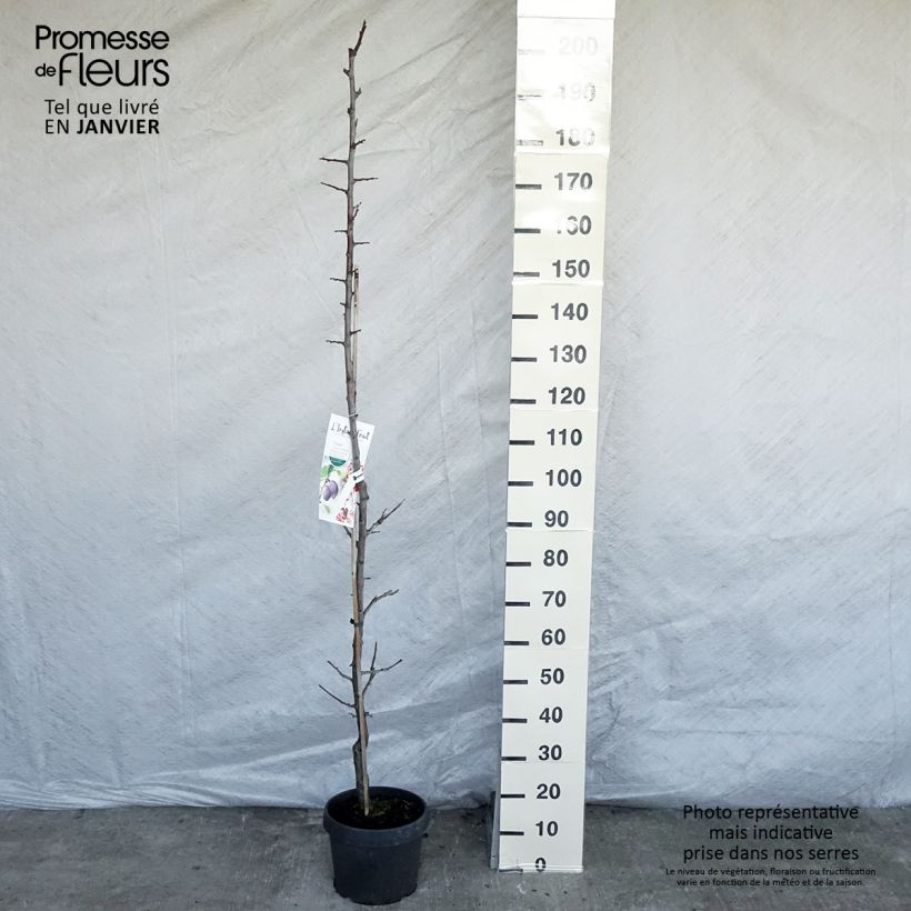 Exemplar von Pflaume zwetschge Quetsche toronto - Prunus domestica Topf mit 6L/7L, Säulenförmig wie im Winter geliefert