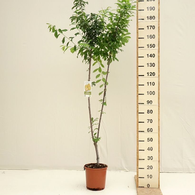 Exemplar von Pflaume Black Amber und Golden Japan Duo - Prunus domestica Topf mit 7,5L/10L wie im Frühjahr geliefert