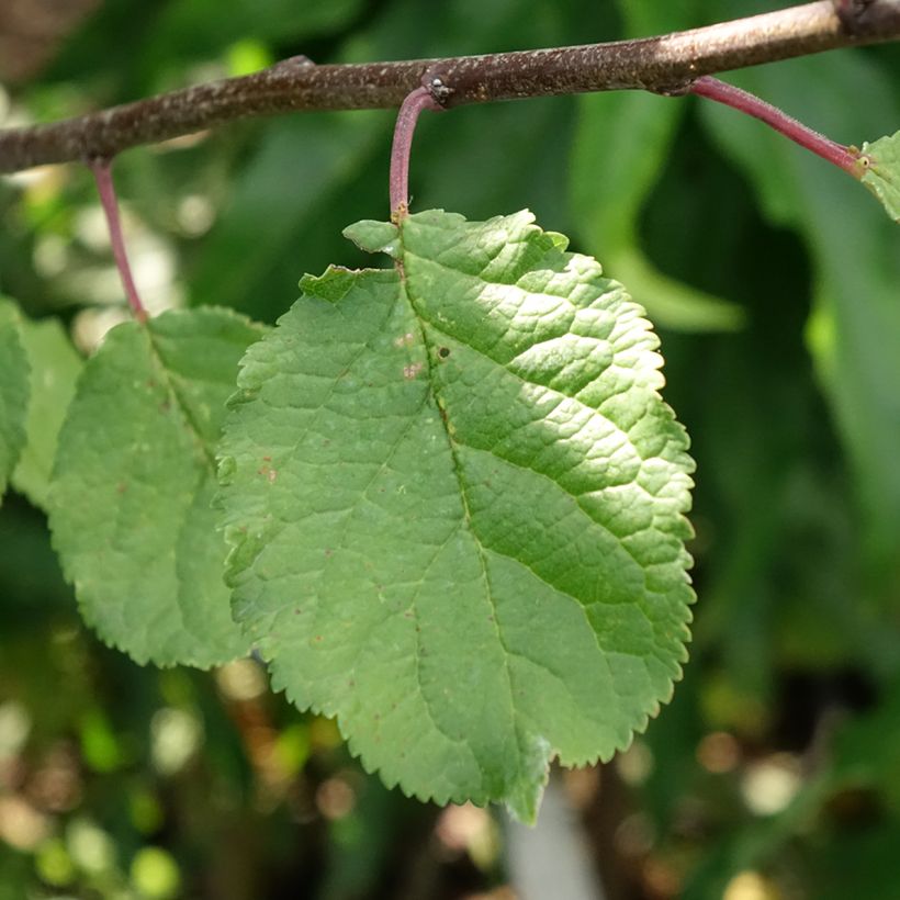 Pflaume Opal, Victoria - Prunus domestica (Foliage)