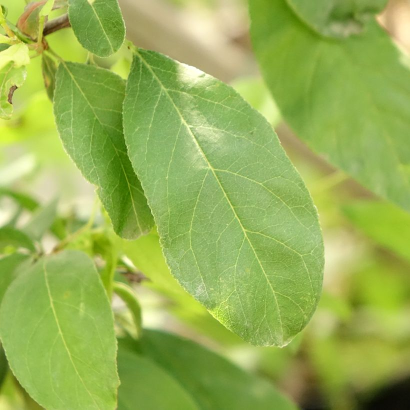Pflaume Golden Japan - Prunus domestica (Foliage)