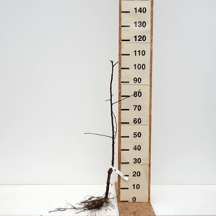 Exemplar von Chinesische Pflaume Black Amber Bio - Prunus x salicina Wurzelnackt, Heister wie im Winter geliefert