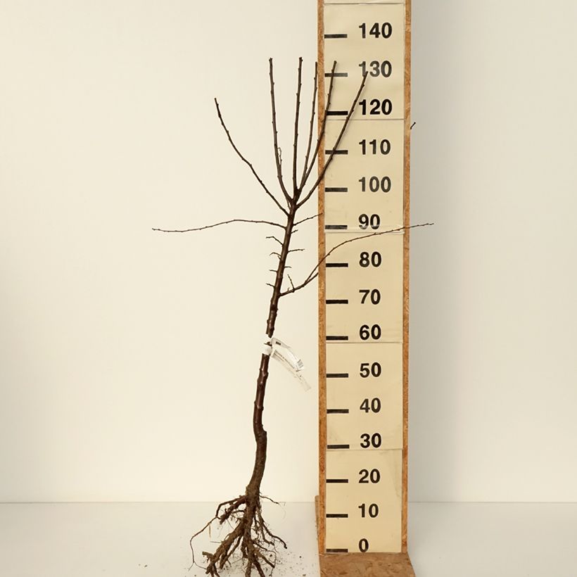 Exemplar von Mirabellenbaum Mirabelle de Metz - Prunus Wurzelnackt, Gobelet-Form wie im Winter geliefert