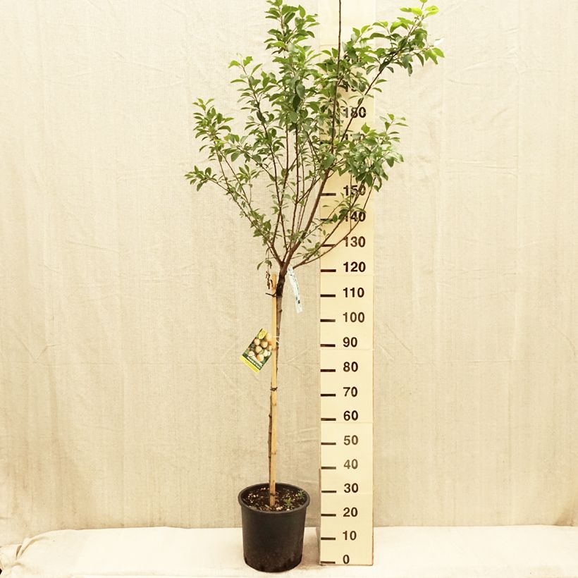 Exemplar von Mirabellenbaum Mirabelle de Nancy - Prunus Topf mit 7,5L/10L, Halbstamm wie im Frühjahr geliefert