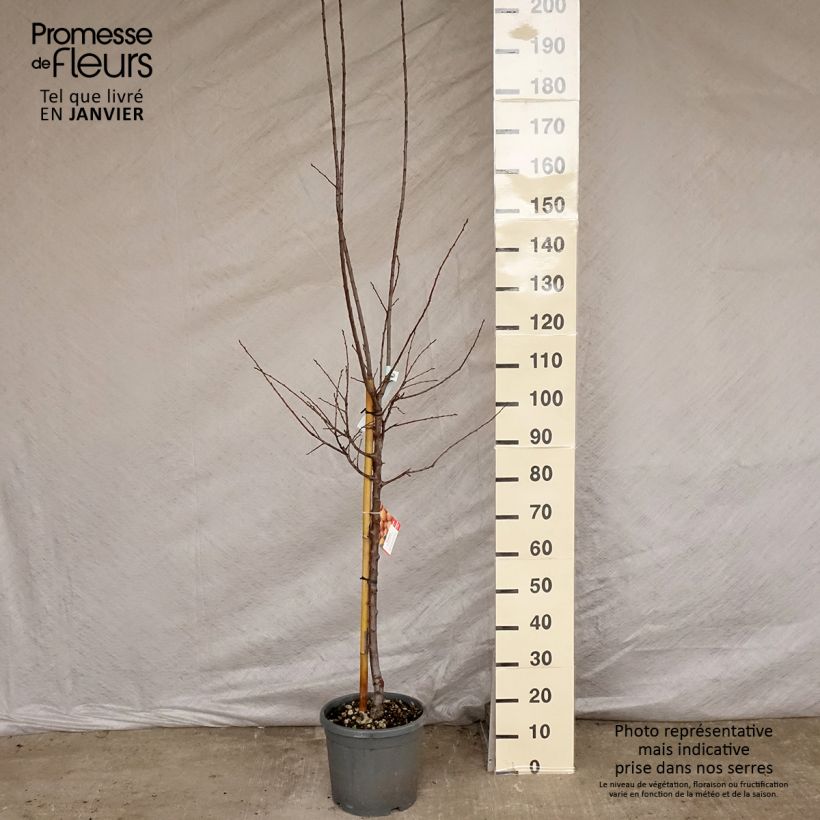 Exemplar von Mirabellenbaum Mirabelle de Nancy - Prunus Topf mit 7,5L/10L, Gobelet-Form wie im Winter geliefert