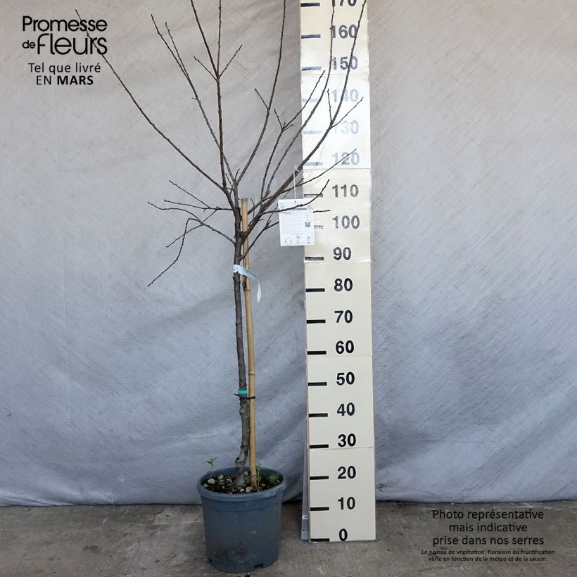 Exemplar von Mirabellenbaum Mirabelle de Nancy - Prunus Topf mit 7,5L/10L, Gobelet-Form wie im Frühjahr geliefert