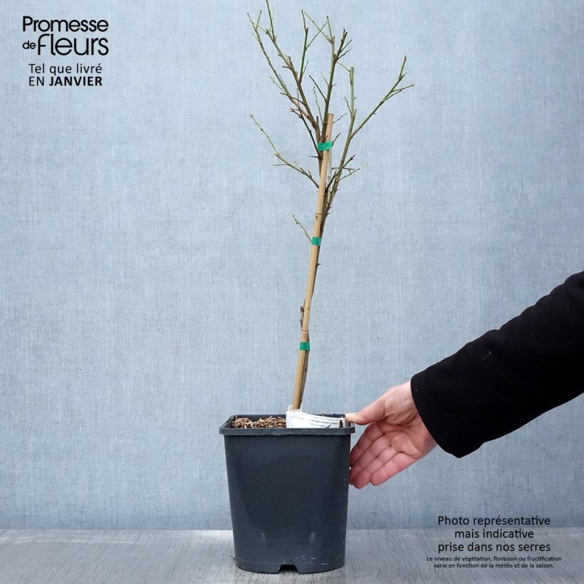 Exemplar von Pflaume Fruit Me Plum Me - Prunus domestica Topf mit 4L/5L, Zwergform wie im Winter geliefert