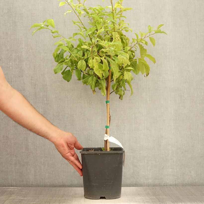 Exemplar von Pflaume Fruit Me Plum Me Angeleno - Prunus domestica Topf mit 4L/5L, Zwergform wie im Sommer geliefert
