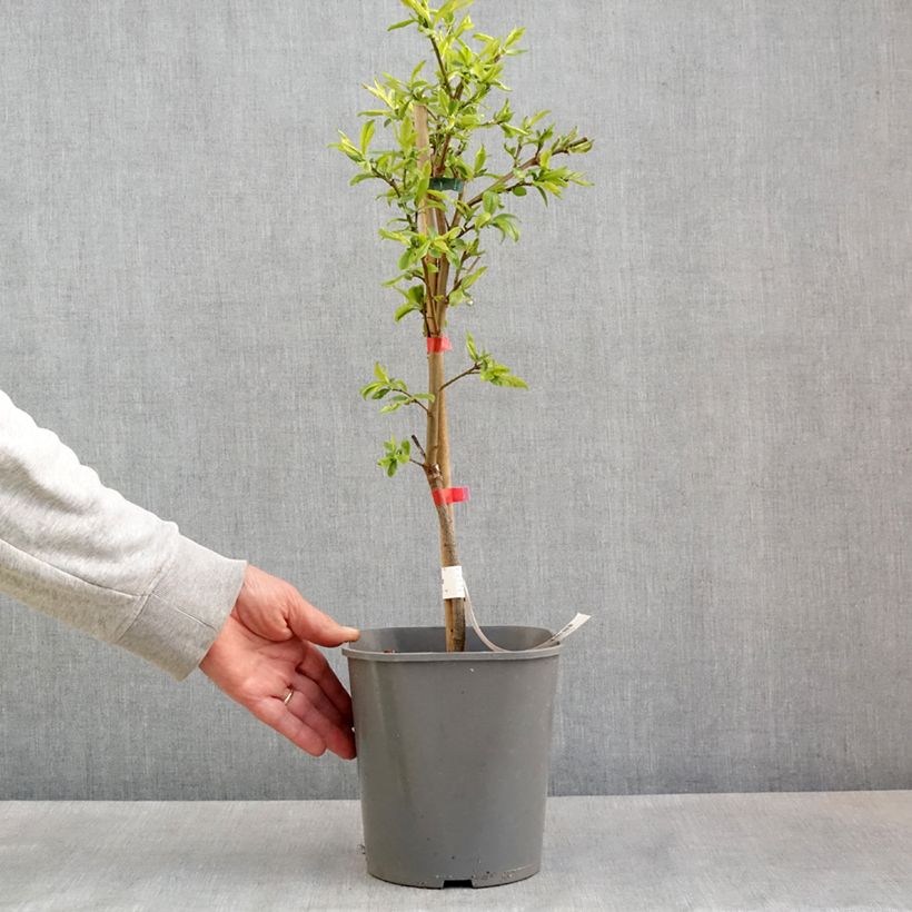 Exemplar von Pflaume Fruit Me Plum Me Angeleno - Prunus domestica Topf mit 4L/5L, Zwergform wie im Frühjahr geliefert