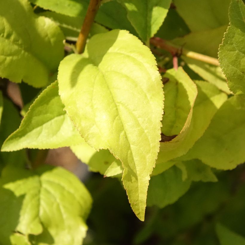 Pflaume Fruit Me Plum Me Angeleno - Prunus domestica (Foliage)