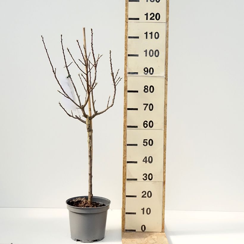 Example of Pflaume nain Goldust courod - Prunus domestica Topf mit 6L/7L, Zwergform as you get in printemps