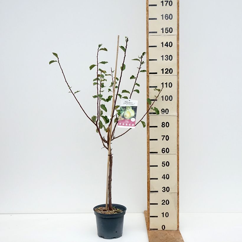 Exemplar von Pflaume nain Goldust courod - Prunus domestica Topf mit 6L/7L, Zwergform wie im Herbst geliefert