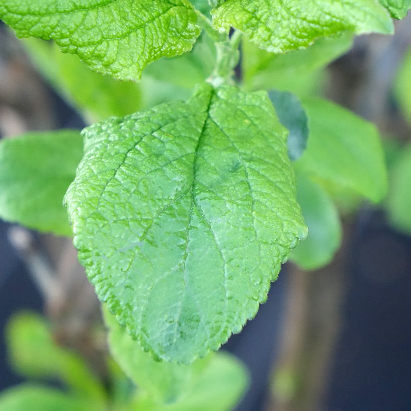 Pflaume Hanna - Prunus domestica (Foliage)