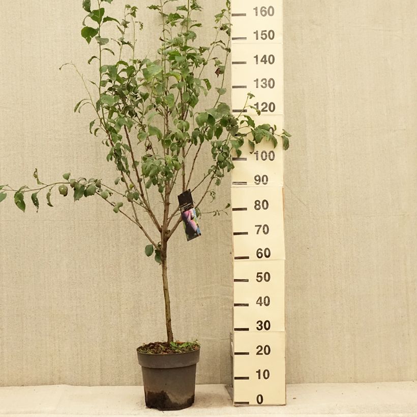 Exemplar von Pflaume Hanna - Prunus domestica Topf mit 7,5L/10L, 1/4 Stängel wie im Sommer geliefert