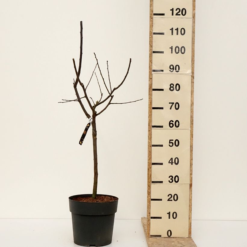 Exemplar von Pflaume Hanna - Prunus domestica Topf mit 7,5L/10L wie im Winter geliefert