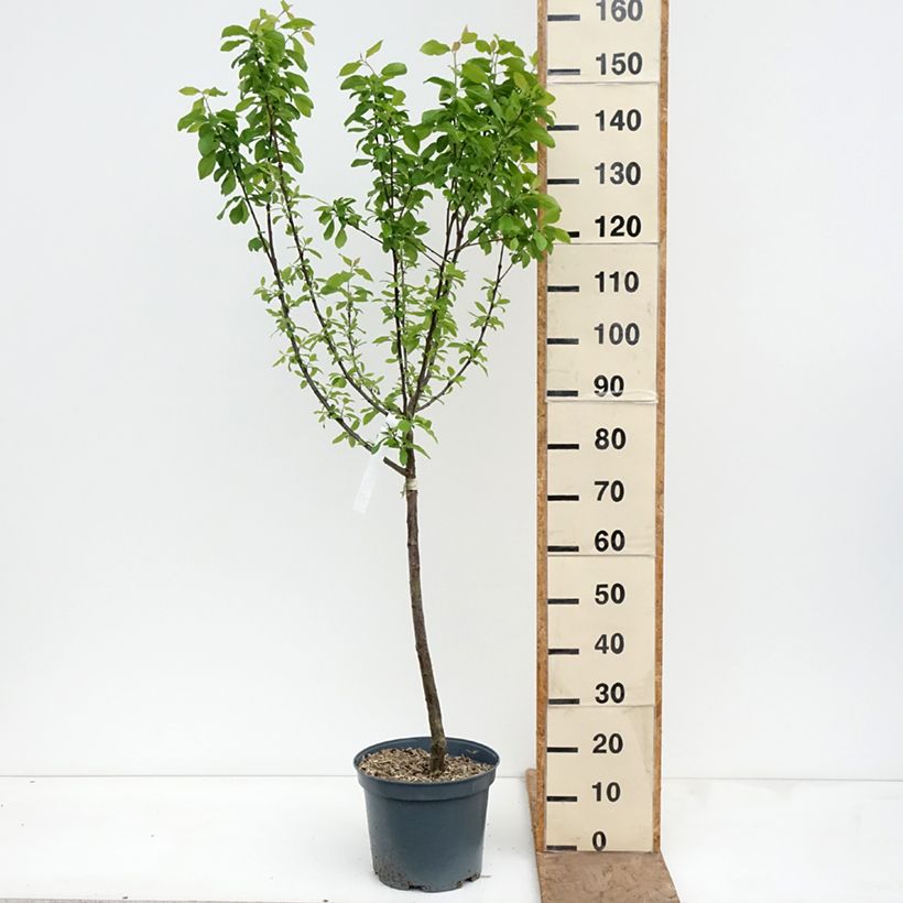Exemplar von Pflaume Prune d'Ente - Prunus domestica Topf mit 7,5L/10L, Gobelet-Form wie im Frühjahr geliefert