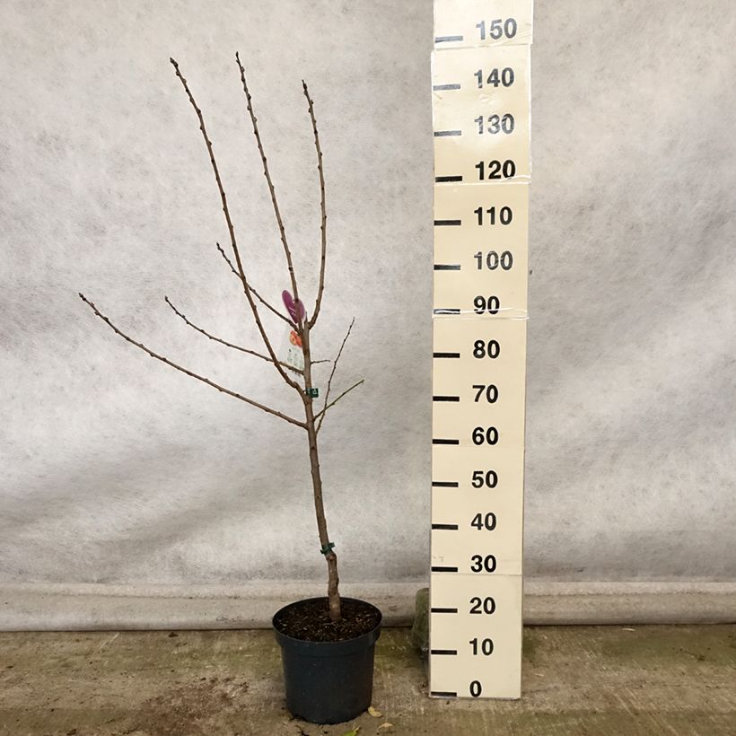 Example of Pflaume Victoria - Prunus domestica Topf mit 7,5L/10L, Gobelet-Form as you get in automne