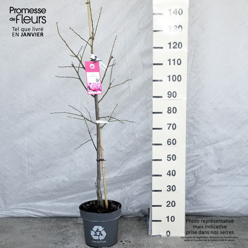Exemplar von Pflaume Victoria - Prunus domestica Topf mit 7,5L/10L, Gobelet-Form wie im Winter geliefert