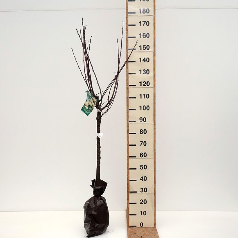 Exemplar von Zwetschge Quetsche Blanche de Létricourt - Prunus domestica Ballenware "Fertig-zum-Pflanzen", Gobelet-Form wie im Herbst geliefert