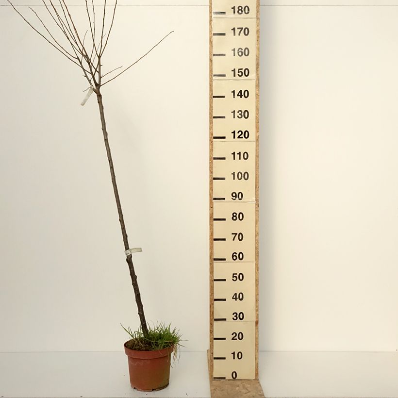 Example of Zwetschge Quetsche Blanche de Létricourt - Prunus domestica Topf mit 7,5L/10L, Halbstamm as you get in hiver