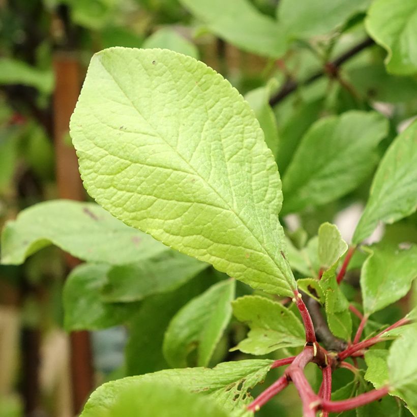 Zwetschge Quetsche d'Alsace - Prunus domestica (Foliage)
