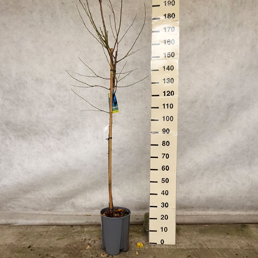Example of Zwetschge Quetsche d'Alsace - Prunus domestica Topf mit 7,5L/10L, Halbstamm as you get in automne