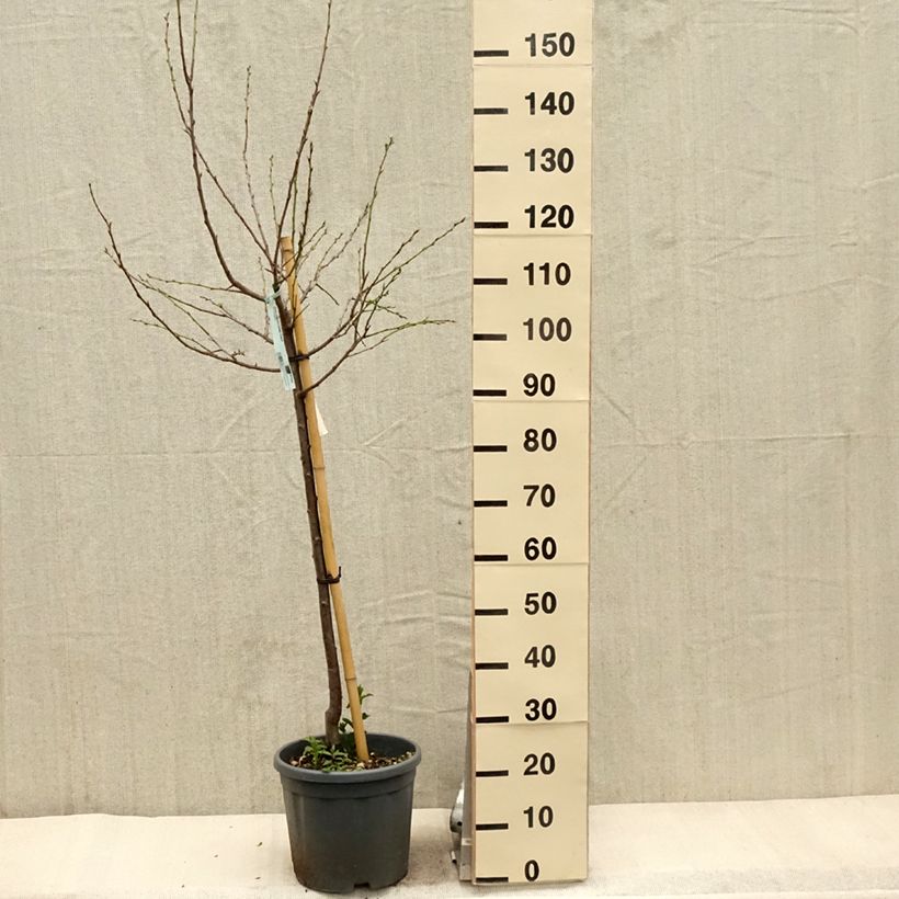 Exemplar von Zwetschge Stanley - Prunus domestica Topf mit 7,5L/10L, Gobelet-Form wie im Frühjahr geliefert