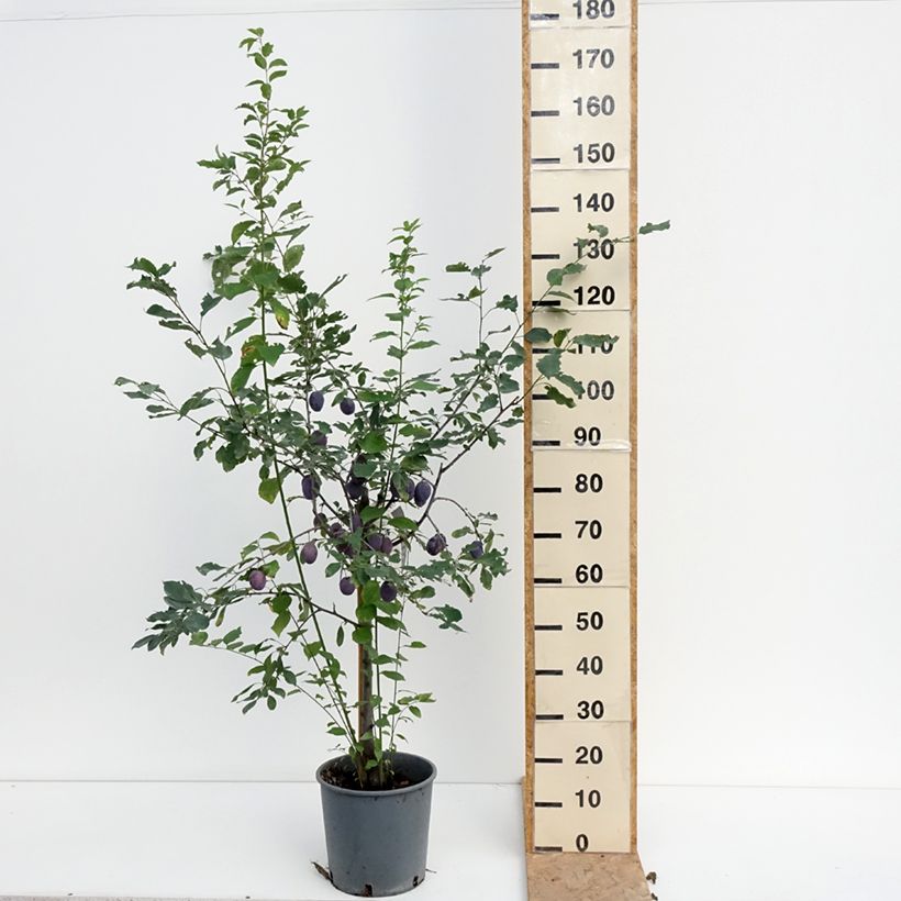 Example of Zwetschge Stanley - Prunus domestica Topf mit 7,5L/10L, Gobelet-Form as you get in ete