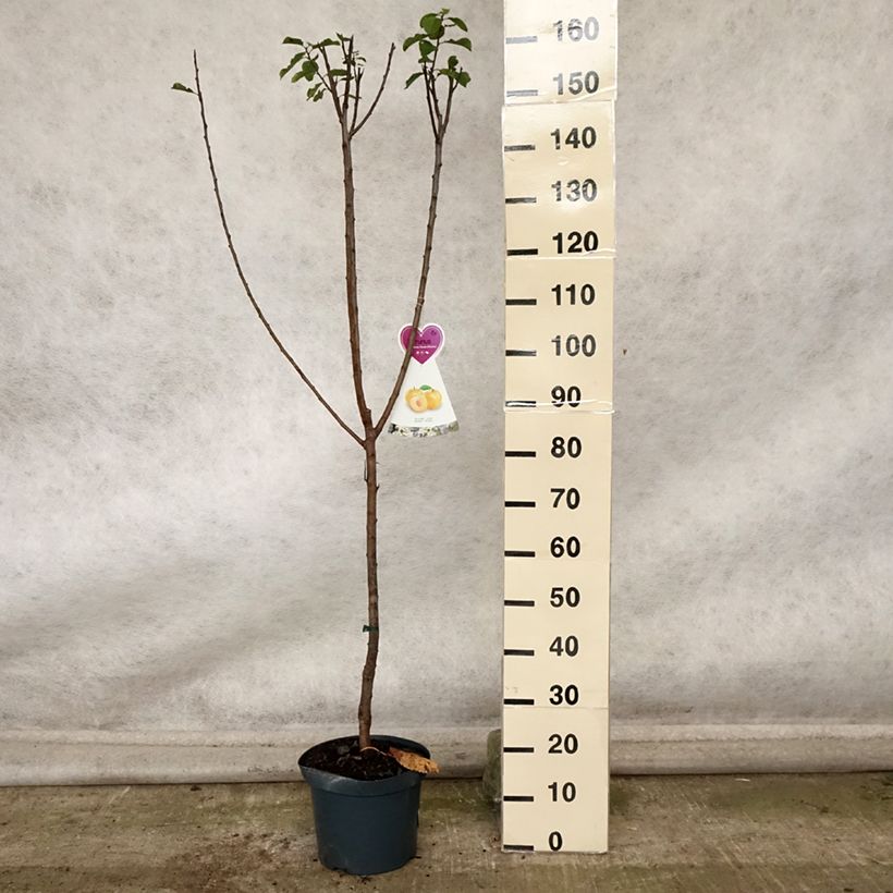 Example of Pflaume Oullins Reneklode - Prunus domestica Topf mit 7,5L/10L, Gobelet-Form as you get in automne