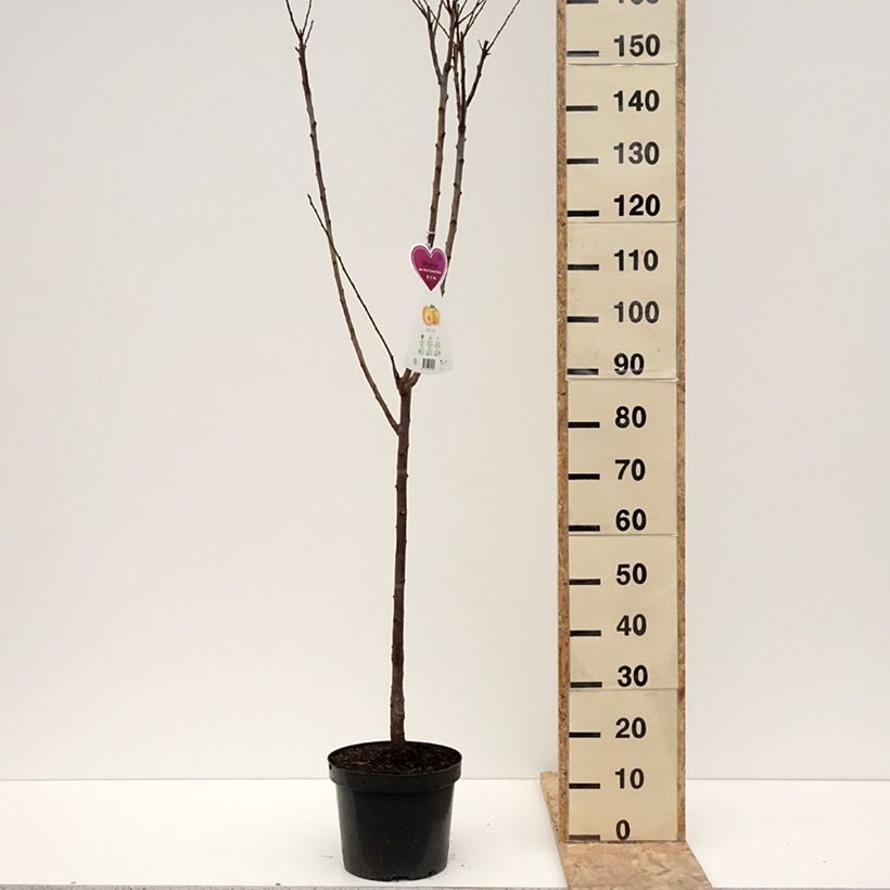 Exemplar von Pflaume Oullins Reneklode - Prunus domestica Topf mit 7,5L/10L, Gobelet-Form wie im Winter geliefert
