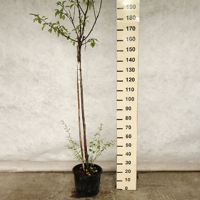 Exemplar von Pflaume Bavay Reneklode - Prunus domestica Topf mit 12L/15L, Halbstamm wie im Sommer geliefert