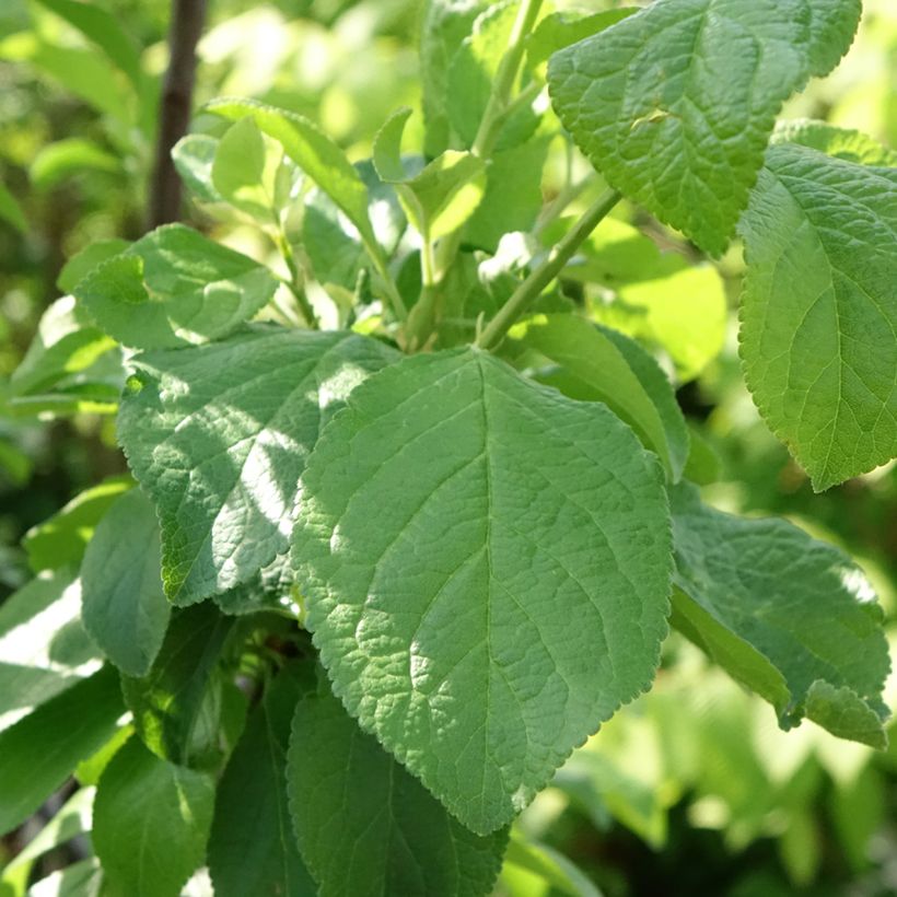 Pflaume Bavay Reneklode - Prunus domestica (Foliage)