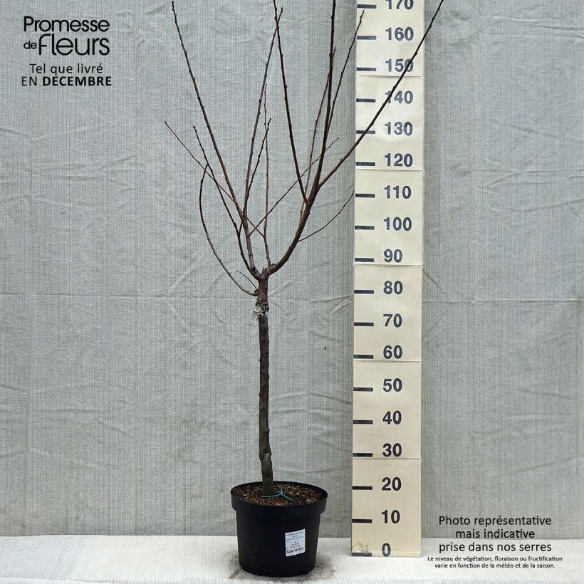 Exemplar von Pflaume Bavay Reneklode - Prunus domestica Topf mit 7,5L/10L, Gobelet-Form wie im Winter geliefert