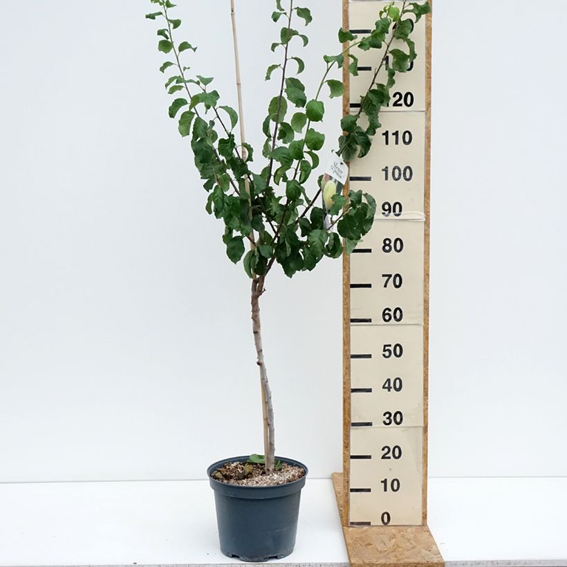 Exemplar von Pflaume Bavay Reneklode - Prunus domestica Topf mit 7,5L/10L, Gobelet-Form wie im Sommer geliefert
