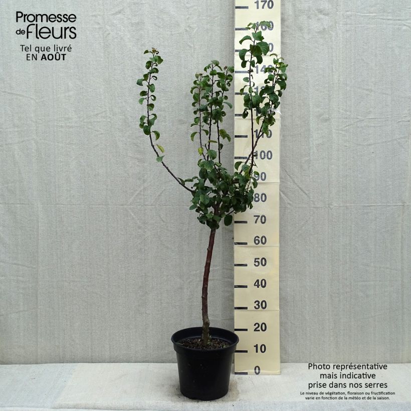 Example of Pflaume Juillet Reneklode - Prunus x domestica Topf mit 7,5L/10L, Gobelet-Form as you get in ete