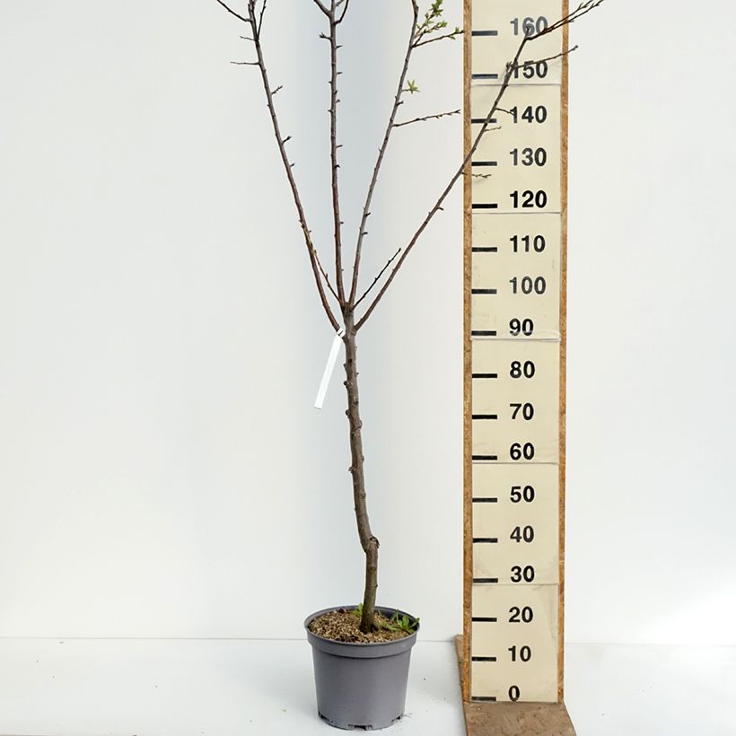 Exemplar von Pflaume Juillet Reneklode - Prunus x domestica Topf mit 7,5L/10L, Gobelet-Form wie im Frühjahr geliefert