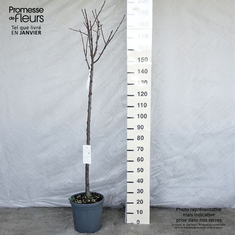 Exemplar von Pflaume Dorée ou verte Reneklode - Prunus domestica Topf mit 7,5L/10L, Halbstamm wie im Winter geliefert
