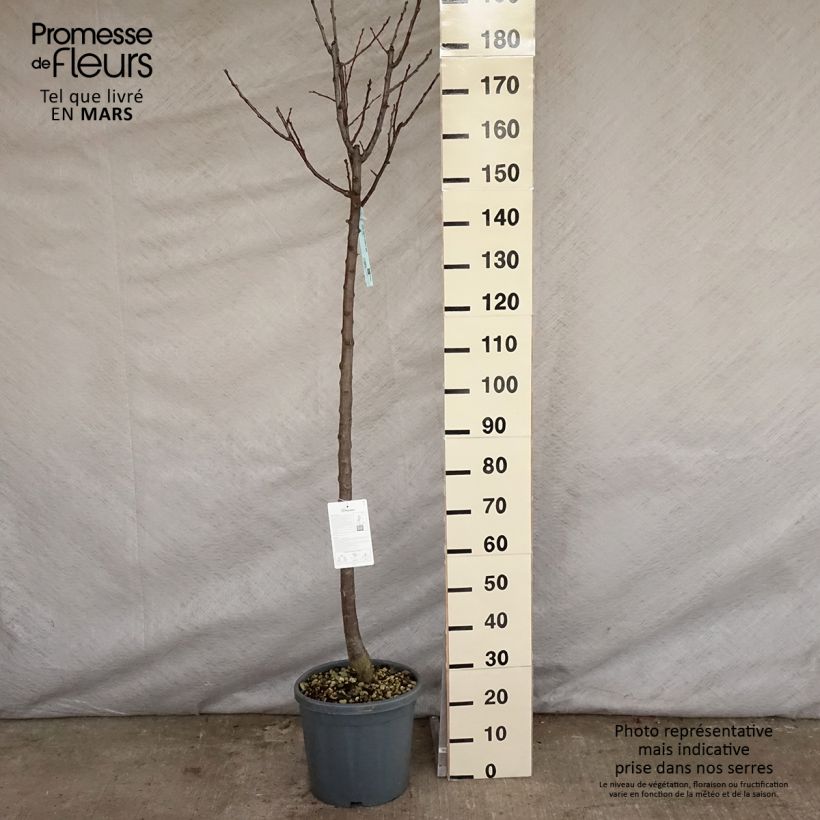Exemplar von Pflaume Dorée ou verte Reneklode - Prunus domestica Topf mit 7,5L/10L, Halbstamm wie im Frühjahr geliefert