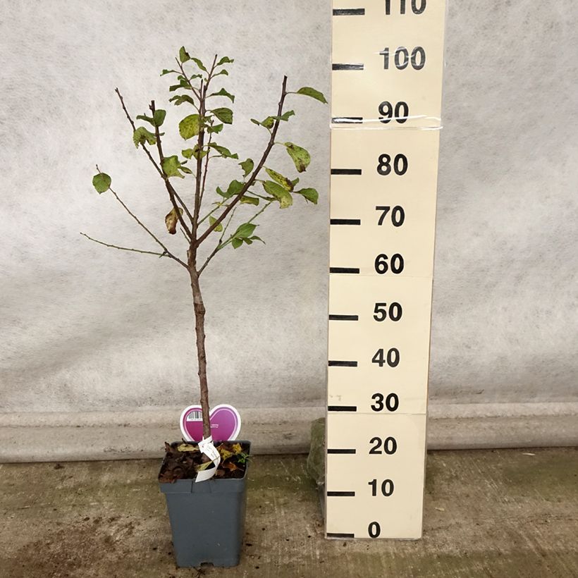 Example of Pflaume Dorée ou verte Reneklode - Prunus domestica Topf mit 7,5L/10L, Gobelet-Form as you get in automne