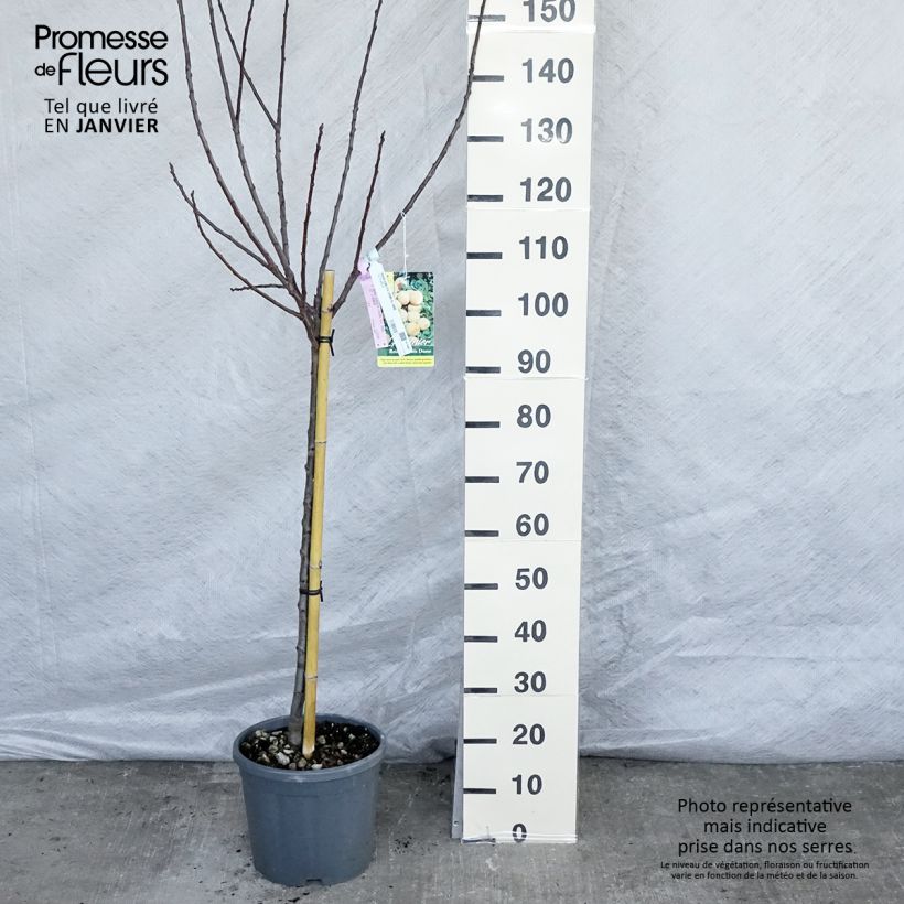 Exemplar von Pflaume Dorée ou verte Reneklode - Prunus domestica Topf mit 7,5L/10L, Gobelet-Form wie im Winter geliefert