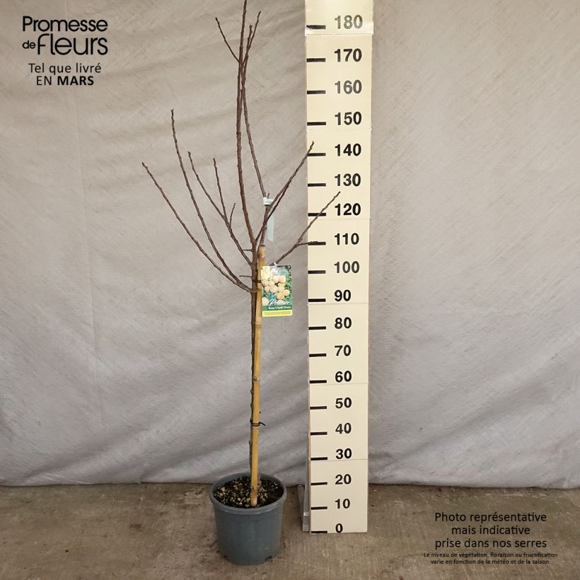 Exemplar von Pflaume Dorée ou verte Reneklode - Prunus domestica Topf mit 7,5L/10L, Gobelet-Form wie im Frühjahr geliefert
