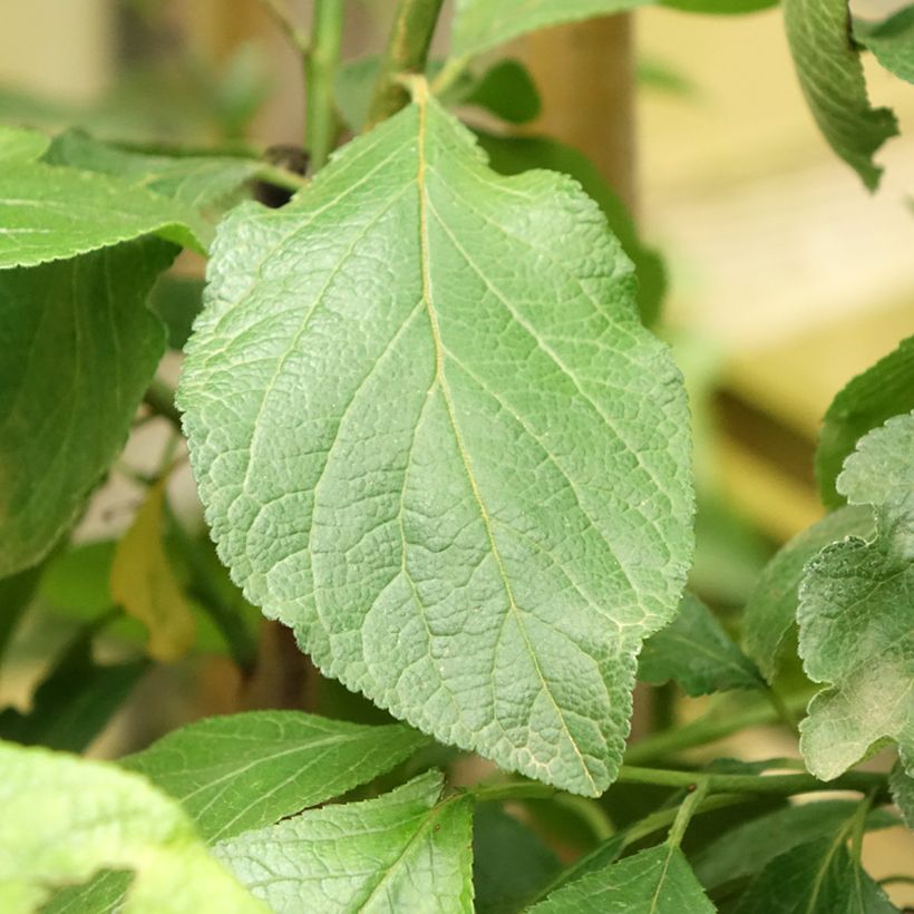 Pflaume Dorée ou verte Reneklode - Prunus domestica (Foliage)