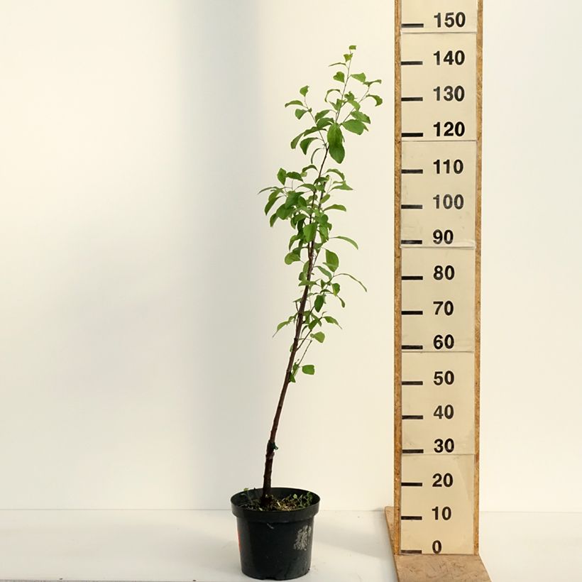 Example of Pflaume Violette Reneklode - Prunus domestica Topf mit 7,5L/10L, Heister as you get in printemps