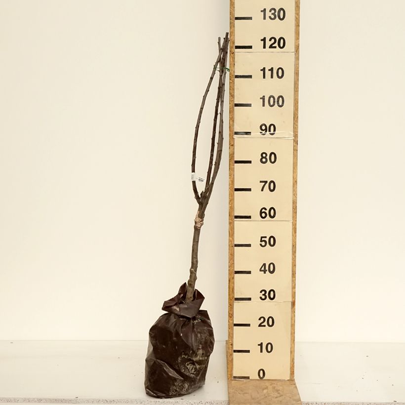 Exemplar von Pflaume Reinegold - Prunus domestica Plug "Fertig-zum-Pflanzen", 1/4 Stängel wie im Frühjahr geliefert