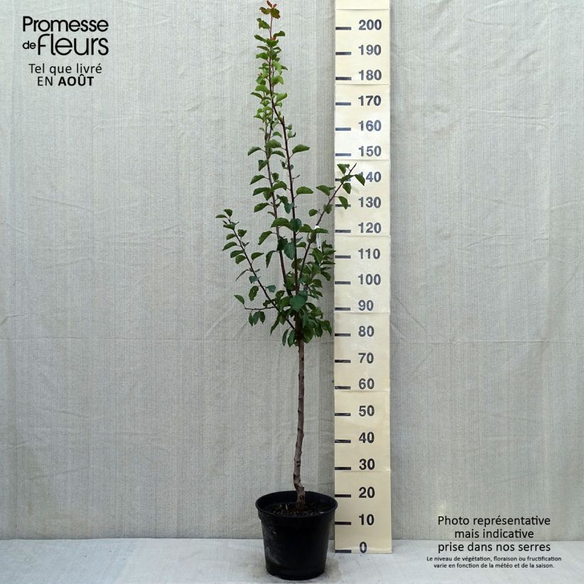 Example of Pflaumenbaum Sainte Catherine - Prunus x domestica Topf mit 7,5L/10L, Gobelet-Form as you get in ete